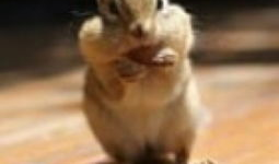 老鼠视频,揭秘视频中的趣味瞬间